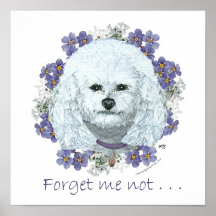 Bichon Frise - Vergeet Mij Nietjes Poster