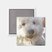 Bichon Frise vierkante magneet (Voorkant / Achterkant)