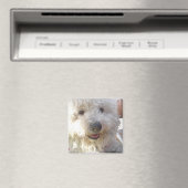 Bichon Frise vierkante magneet (Insitu (Vaatwasser))