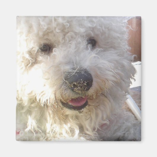 Bichon Frise vierkante magneet (Voorkant)