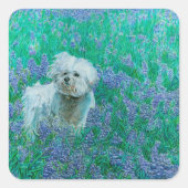 Bichon Frise Vierkante Sticker (Voorkant)