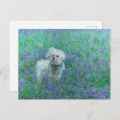 Bichon in het Blueonnets Briefkaart (Voorkant / Achterkant)