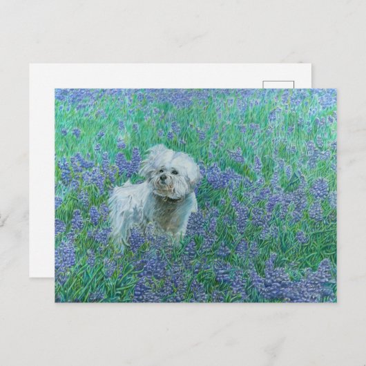 Bichon in het Blueonnets Briefkaart (Voorkant / Achterkant)