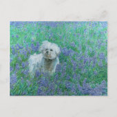 Bichon in het Blueonnets Briefkaart (Voorkant)