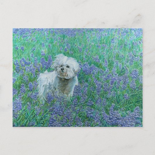 Bichon in het Blueonnets Briefkaart (Voorkant)