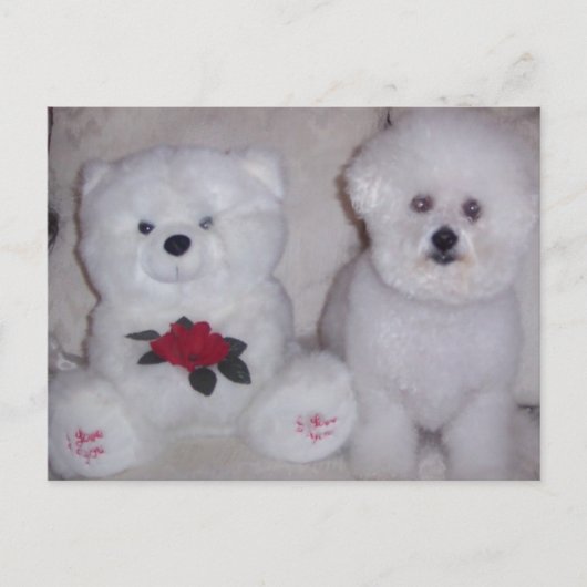 Bichon-opkomst met witte teddybeer. briefkaart (Voorkant)