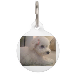 Bichon-oplegger Huisdierpenning