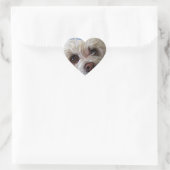 Bichon Poodle Maltese PeekaBoo Sticker (Tas)
