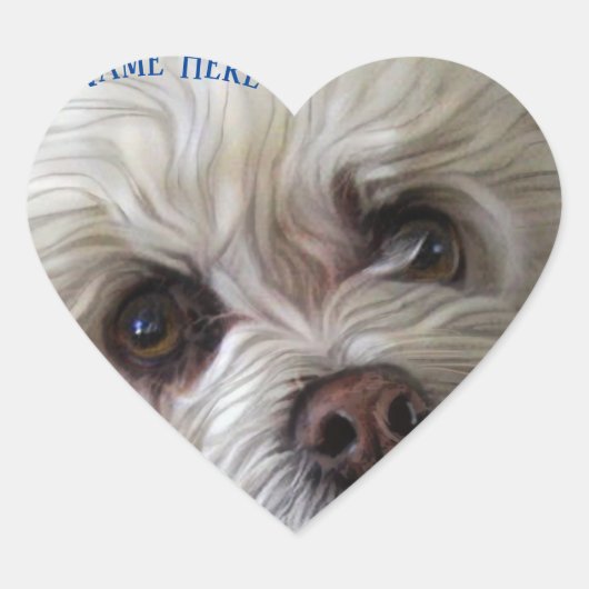 Bichon Poodle Maltese PeekaBoo Sticker (Voorkant)