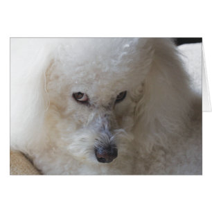 Bichon, schuldig, briefkaart