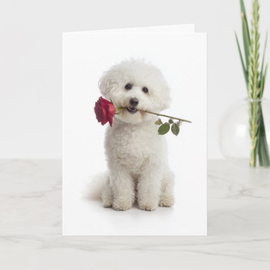 Bichon Valentijn Kaart (Voorkant)
