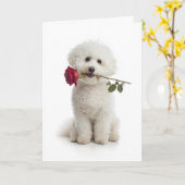 Bichon Valentijn Kaart (Gele Bloem)