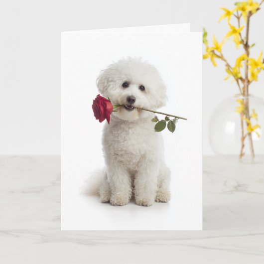 Bichon Valentijn Kaart (Gele Bloem)
