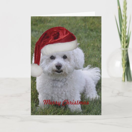 Bichon Vrolijk Kerstfeest Feestdagen Kaart (Voorkant)
