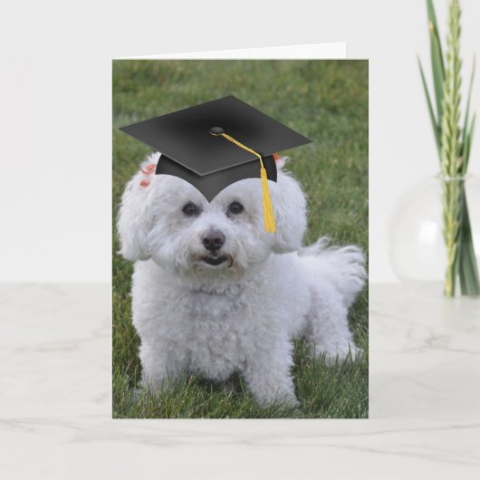 Bichon Zwart Pet Afstuderen Kaart (Voorkant)