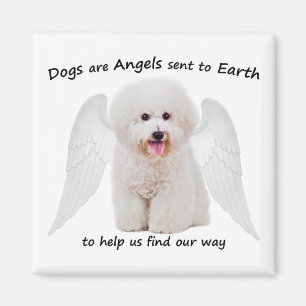 Bichons zijn Angels Magnet