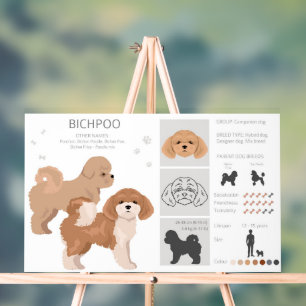 Bichpoo, Poochon, Bichon Poodle hondenmix Acryl Bord