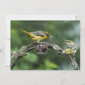 Bickering Orioles - All Occasion Note Kaart (Voorkant)