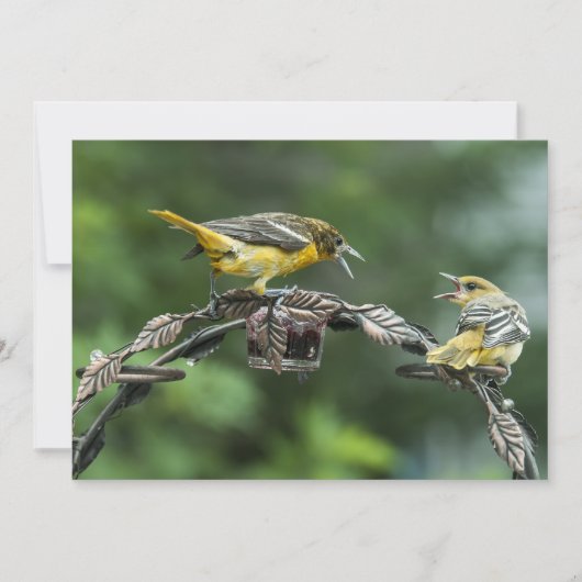 Bickering Orioles - All Occasion Note Kaart (Voorkant)
