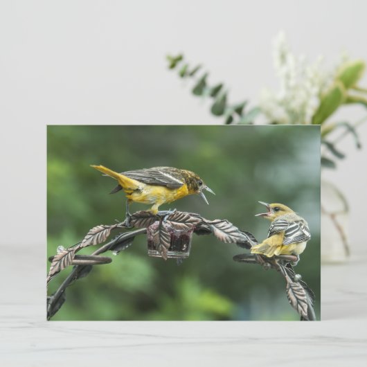 Bickering Orioles - All Occasion Note Kaart (Staand voorkant)