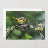 Bickering Orioles - All Occasion Note Kaart (Voorkant / Achterkant)