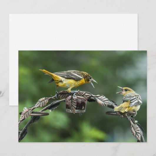 Bickering Orioles - All Occasion Note Kaart (Voorkant / Achterkant)