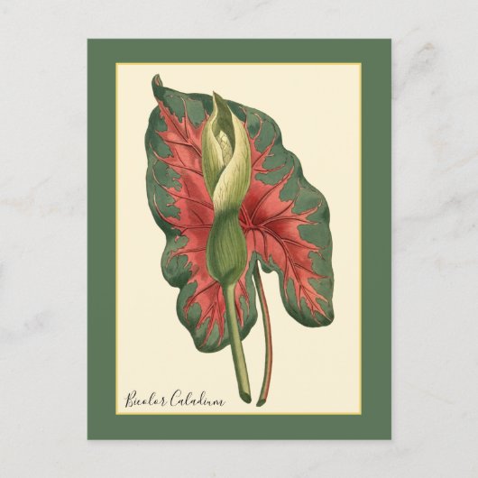 Bicolor Caladium Plant Briefkaart (Voorkant)