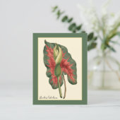 Bicolor Caladium Plant Briefkaart (Staand voorkant)