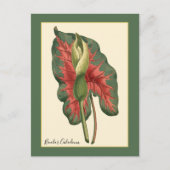 Bicolor Caladium Plant Briefkaart (Voorkant)