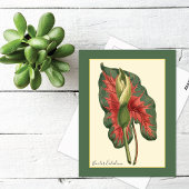 Bicolor Caladium Plant Briefkaart