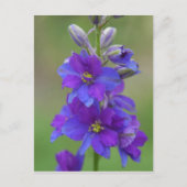Bicolor Larkspur Briefkaart (Voorkant)