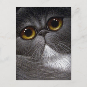 BICOLOR PERSIAN CAT-Briefkaart Briefkaart