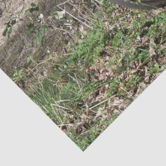 BICYCLES TISSUEPAPIER (Detail)