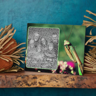 Bidden Mantis Creëer Uw eigen foto Fotoplaat