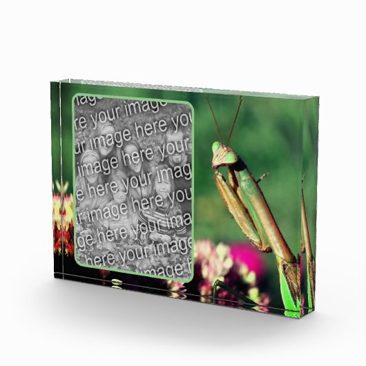 Bidden Mantis Creëer Uw Eigen Fotoblokken (Rechts)