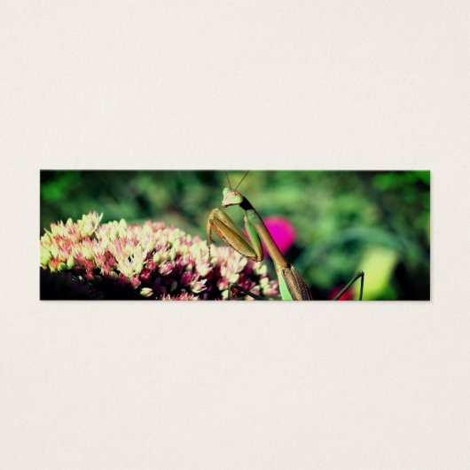 Bidden Mantis Natuur Mini Bladwijzer Mini Visitekaartjes (Voorkant)