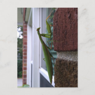 Bidden Mantis op bakstenen muur Briefkaart
