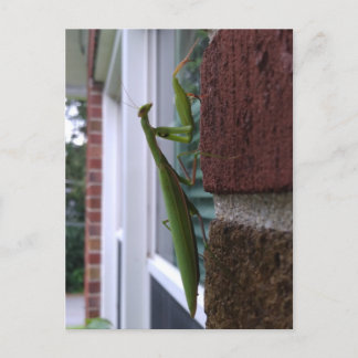 Bidden Mantis op bakstenen muur Briefkaart