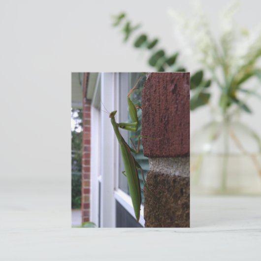 Bidden Mantis op bakstenen muur Briefkaart (Staand voorkant)