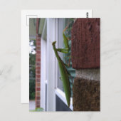 Bidden Mantis op bakstenen muur Briefkaart (Voorkant / Achterkant)