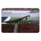 Bidden Mantis op bakstenen muur Magneet (Horizontaal)