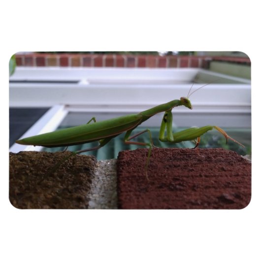 Bidden Mantis op bakstenen muur Magneet (Horizontaal)