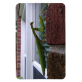Bidden Mantis op bakstenen muur Magneet (Verticaal)
