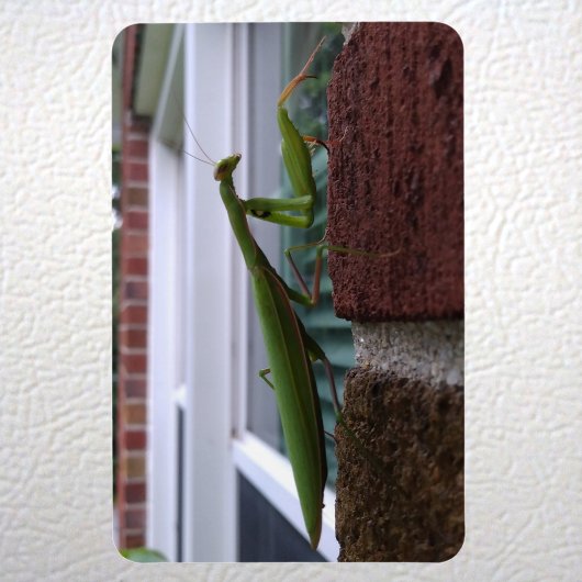 Bidden Mantis op bakstenen muur Magneet