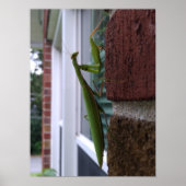 Bidden Mantis op bakstenen muur Poster (Voorkant)