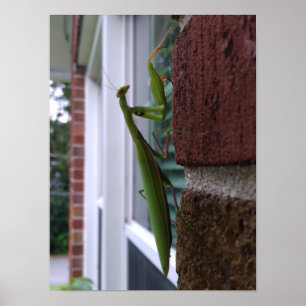 Bidden Mantis op bakstenen muur Poster