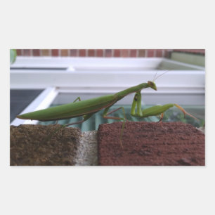 Bidden Mantis op bakstenen muur Rechthoekige Sticker
