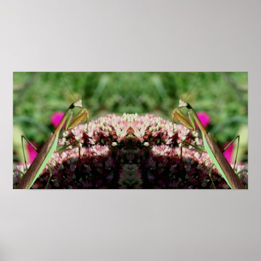 Bidden Mantis op Sedum Flower Mirror Abstract Poster (Voorkant)