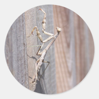 Bidden Mantis Sticker