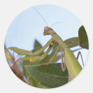 Bidden Mantis Stickers